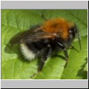 Bombus hypnorum - Baumhummel 07.jpg